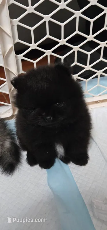 Rocky  – Pomeranian puppy for sale in West Sacramento, CA