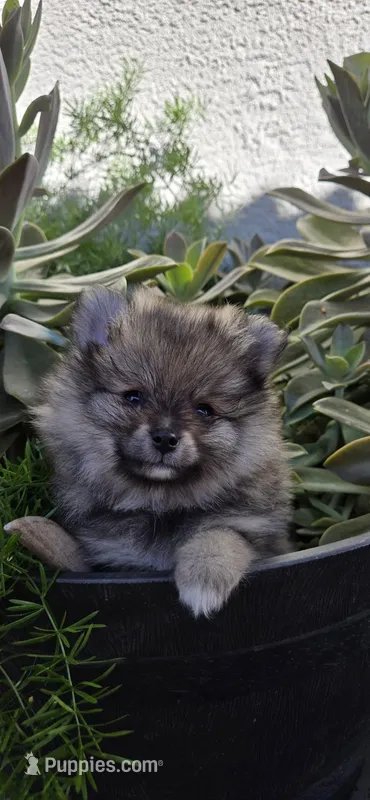 Kira – Pomeranian puppy for sale in West Sacramento, CA