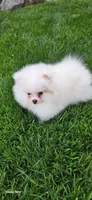 Oreo , a male Pomeranian for sale in West Sacramento, CA – 4 of 4