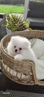 Oreo , a male Pomeranian for sale in West Sacramento, CA – 1 of 4