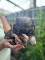 Sable, a female Pomeranian for sale in West Sacramento, CA – 1 of 5