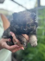 Sable, a female Pomeranian for sale in West Sacramento, CA – 3 of 5