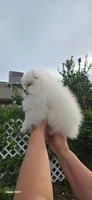 Oreo , a male Pomeranian for sale in West Sacramento, CA – 3 of 4