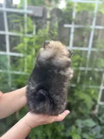 Sable, a female Pomeranian for sale in West Sacramento, CA – 2 of 5