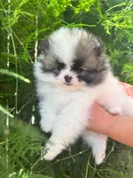 Oreo , a male Pomeranian for sale in West Sacramento, CA – Photo 1 of 2