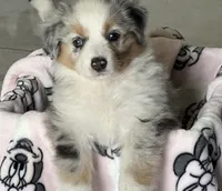 Aussie #2, a female Australian Shepherd for sale in Montclair, CA – Photo 2 of 2