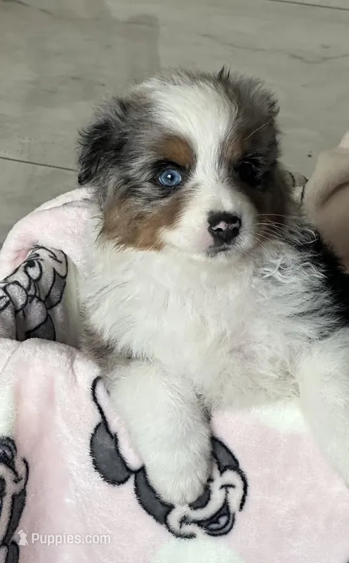 Aussie #2 – Australian Shepherd puppy for sale in Montclair, CA