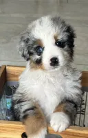 Aussie #1, a male Australian Shepherd for sale in Montclair, CA – Photo 3 of 4