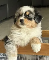 Aussie #1, a male Australian Shepherd for sale in Montclair, CA – Photo 1 of 4