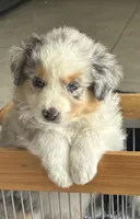 Aussie #1, a male Australian Shepherd for sale in Montclair, CA – Photo 2 of 4