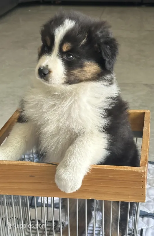 Aussie #3 – Australian Shepherd puppy for sale in Montclair, CA