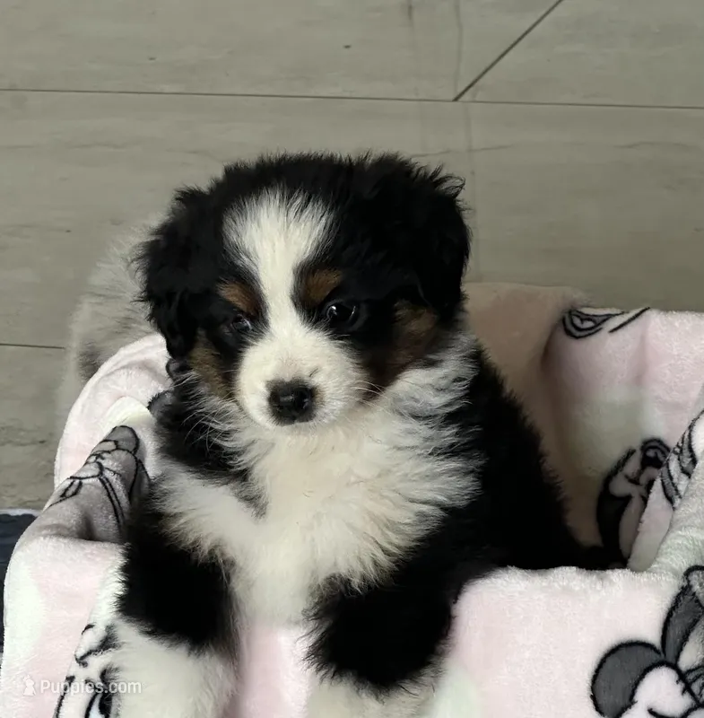Aussie #4 – Australian Shepherd puppy for sale in Montclair, CA