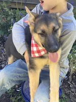 Sasha, a female German Shepherd Dog for sale in Wellman, IA – 6 of 7