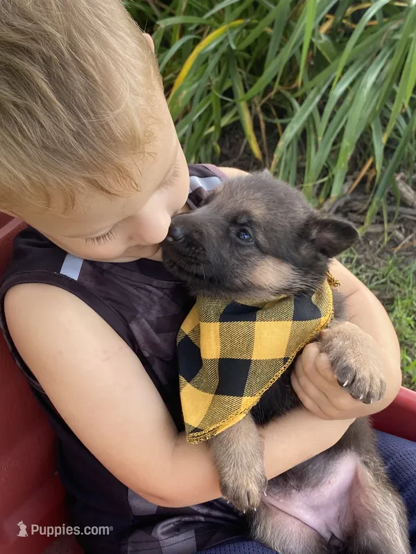 Pixie – German Shepherd Dog puppy for sale in Wellman, IA