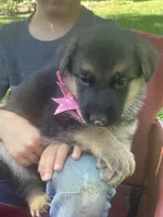 Elsa, a female German Shepherd Dog for sale in Wellman, IA – 6 of 7
