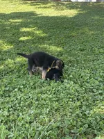 Lenny, a male German Shepherd Dog for sale in Wellman, IA – 6 of 7