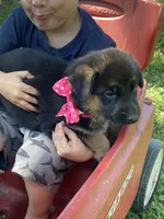 Freya, a female German Shepherd Dog for sale in Wellman, IA – 3 of 3