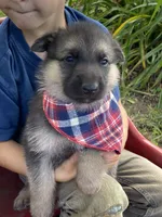 Max, a male German Shepherd Dog for sale in Wellman, IA – 3 of 6