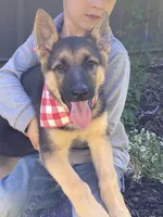Sasha, a female German Shepherd Dog for sale in Wellman, IA – 2 of 7
