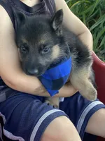 Wolfie, a female German Shepherd Dog for sale in Wellman, IA – 2 of 4