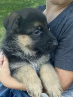 Lenny, a male German Shepherd Dog for sale in Wellman, IA – 7 of 7