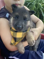 Pixie, a female German Shepherd Dog for sale in Wellman, IA – 3 of 3
