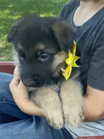 Lenny, a male German Shepherd Dog for sale in Wellman, IA – 2 of 7