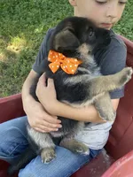 Otto, a male German Shepherd Dog for sale in Wellman, IA – 3 of 5