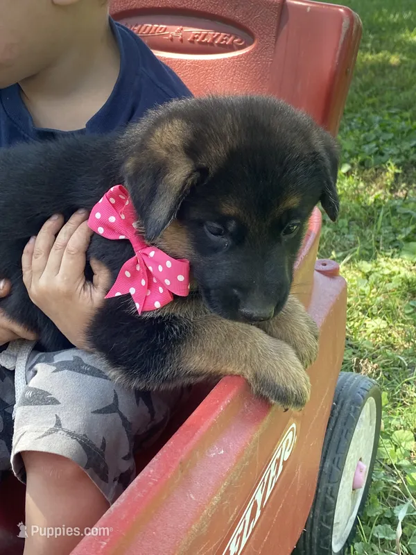 Freya – German Shepherd Dog puppy for sale in Wellman, IA