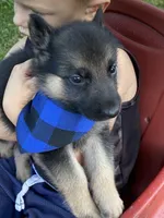Wolfie, a female German Shepherd Dog for sale in Wellman, IA – 3 of 4