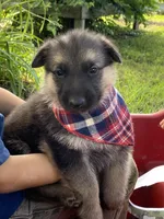 Max, a male German Shepherd Dog for sale in Wellman, IA – 6 of 6