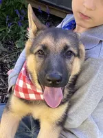 Sasha, a female German Shepherd Dog for sale in Wellman, IA – 5 of 7