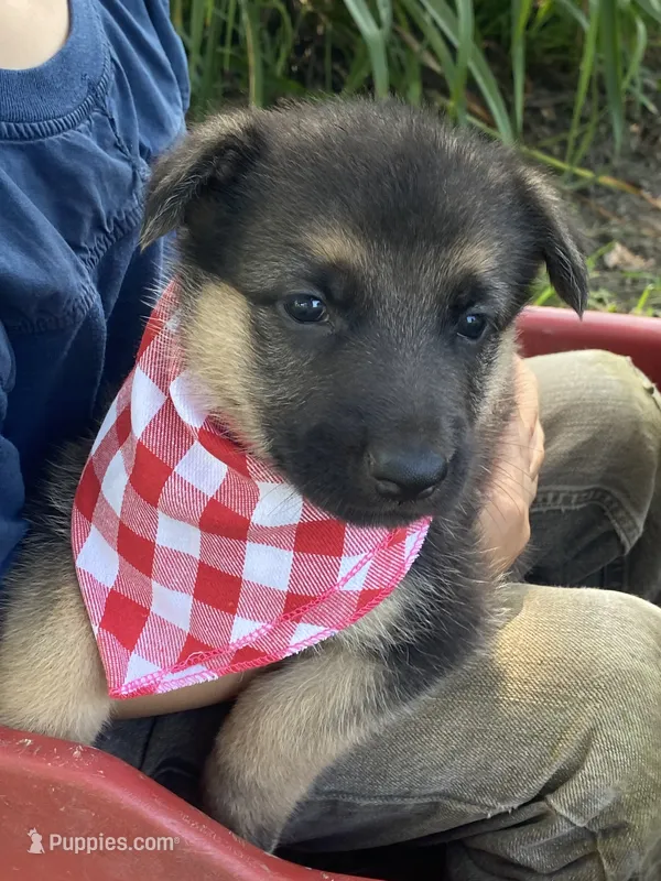 Sasha – German Shepherd Dog puppy for sale in Wellman, IA