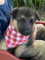 Sasha, a female German Shepherd Dog for sale in Wellman, IA – 1 of 3