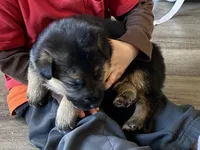 Arlo, a male German Shepherd Dog for sale in Wellman, IA – Photo 4 of 7