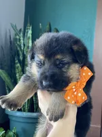 Arlo, a male German Shepherd Dog for sale in Wellman, IA – Photo 1 of 7