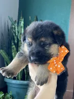 Arlo, a male German Shepherd Dog for sale in Wellman, IA – Photo 2 of 7