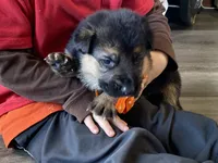 Arlo, a male German Shepherd Dog for sale in Wellman, IA – Photo 3 of 7