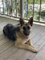 Arlo, a male German Shepherd Dog for sale in Wellman, IA – Photo 6 of 7