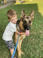Arlo, a male German Shepherd Dog for sale in Wellman, IA – Photo 7 of 7