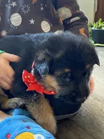 Dexter, a male German Shepherd Dog for sale in Wellman, IA – Photo 3 of 6