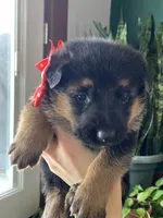 Dexter, a male German Shepherd Dog for sale in Wellman, IA – Photo 2 of 6