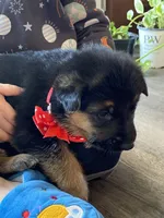 Dexter, a male German Shepherd Dog for sale in Wellman, IA – Photo 6 of 6