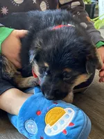 Dexter, a male German Shepherd Dog for sale in Wellman, IA – Photo 4 of 6