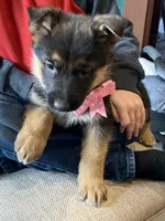 Felicity, a female German Shepherd Dog for sale in Wellman, IA – Photo 4 of 6