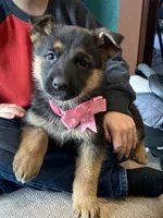 Felicity, a female German Shepherd Dog for sale in Wellman, IA – Photo 3 of 6