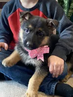Felicity, a female German Shepherd Dog for sale in Wellman, IA – Photo 1 of 6
