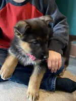 Felicity, a female German Shepherd Dog for sale in Wellman, IA – Photo 2 of 6