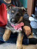 Felicity, a female German Shepherd Dog for sale in Wellman, IA – Photo 5 of 6