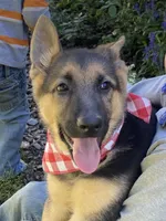 Sasha, a female German Shepherd Dog for sale in Wellman, IA – 3 of 7
